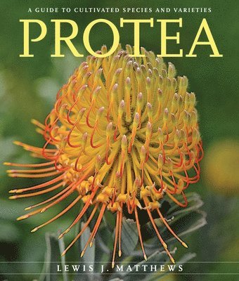 Protea 1