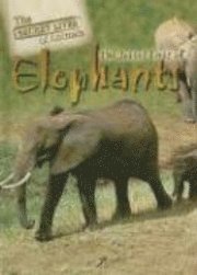 J. Lou Barnes - The Secret Lives of Elephants, Inbunden