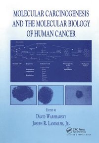 bokomslag Molecular Carcinogenesis and the Molecular Biology of Human Cancer