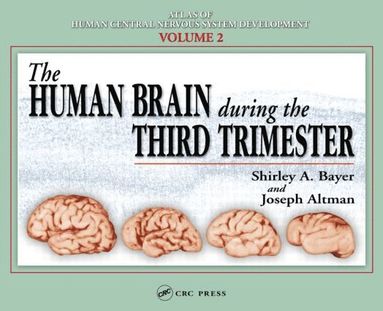 bokomslag Human Brain During the Third Trimester