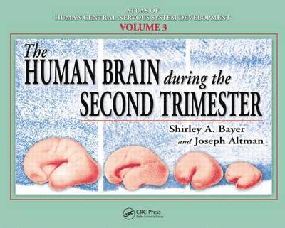 The Human Brain During the Second Trimester 1