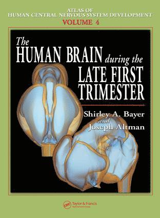 bokomslag Human Brain During the Late First Trimester