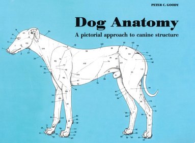 bokomslag Dog Anatomy