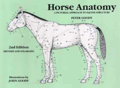 bokomslag Horse Anatomy