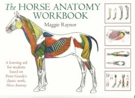 bokomslag Horse Anatomy Workbook