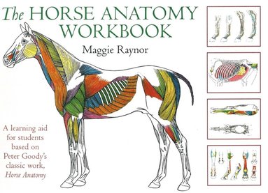 bokomslag Horse Anatomy Workbook