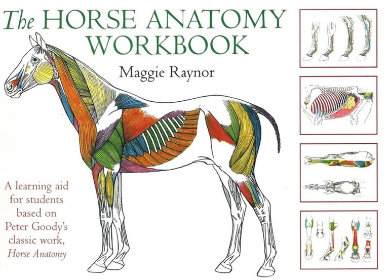 Maggie Raynor - Horse Anatomy Workbook, Häftad
