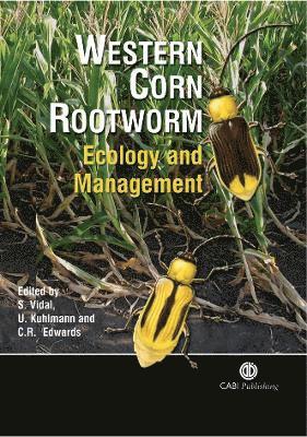 Western Corn Rootworm 1