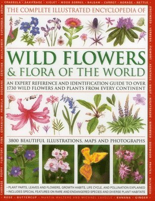 Michael Lavelle, Martin Walters - Complete Illustrated Encyclopedia of Wild Flowers & Flora of the World, Inbunden