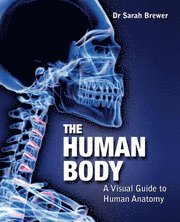 Human Body