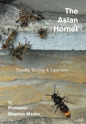 Asian Hornet