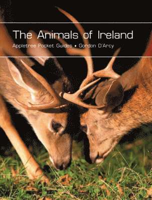 Gordon D'Arcy - Animals of Ireland, Häftad
