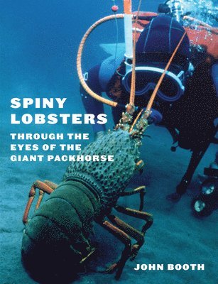 Spiny Lobsters 1