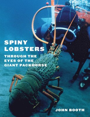 Spiny Lobsters