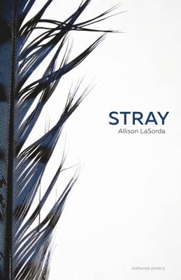 bokomslag Stray