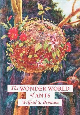 bokomslag Wonder World of Ants