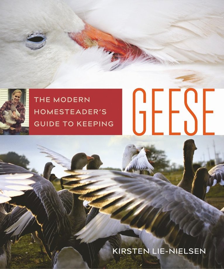 Kirsten Lie-Nielsen - Modern Homesteader's Guide to Keeping Geese, Häftad