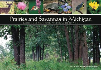 bokomslag Prairies and Savannas in Michigan: Rediscovering Our Natural Heritage