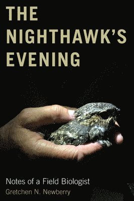 The Nighthawk's Evening 1