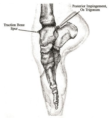 Dance Medicine: Head to Toe: A Dancer's Guide to Health