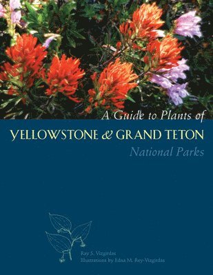 bokomslag A Guide to Plants of Yellowstone and Grand Teton National Parks