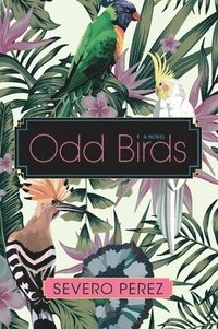 bokomslag Odd Birds
