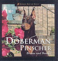 bokomslag Doberman Pinscher