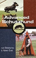 Advanced Schutzhund 1