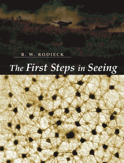 The First Steps in Seeing 1