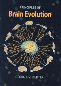 bokomslag Principles of Brain Evolution