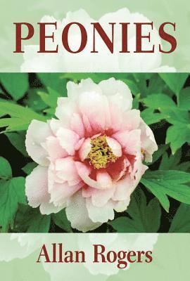 Peonies 1