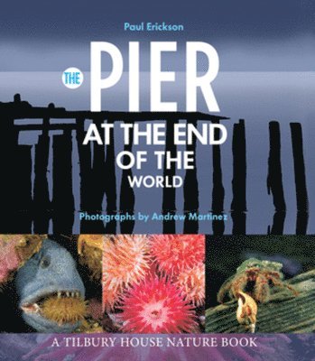 The Pier at the End of the World 1