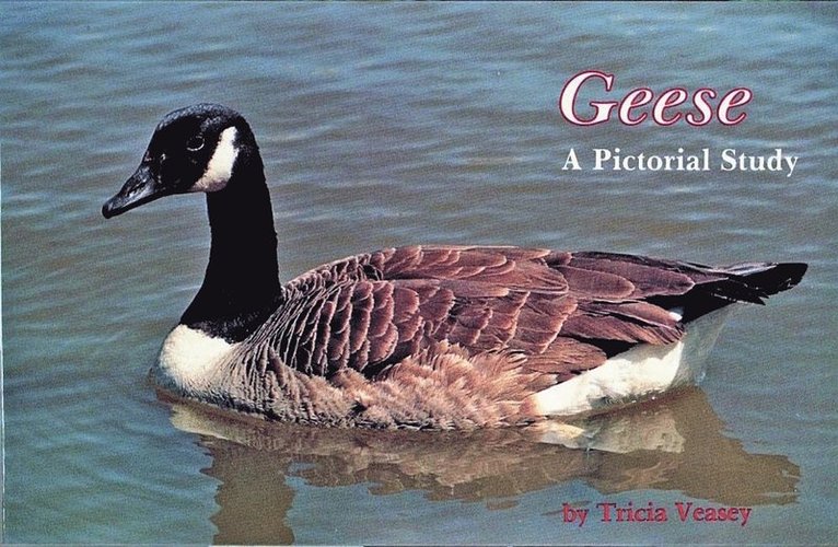 Geese 1