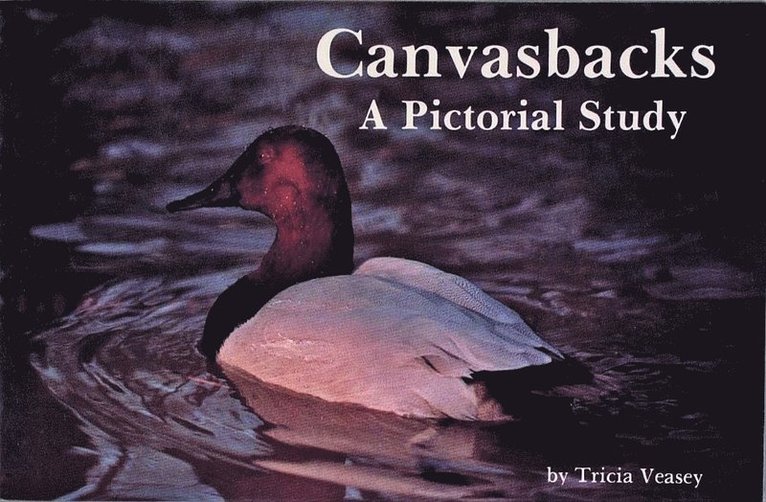 Canvasbacks 1