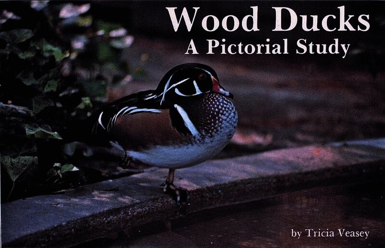 Wood Ducks