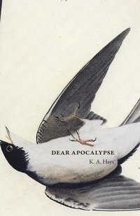 bokomslag Dear Apocalypse