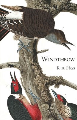 bokomslag Windthrow