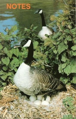 Note Book Canada Geese 1