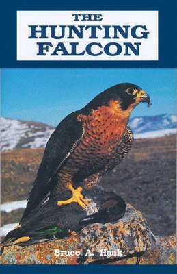 The Hunting Falcon 1