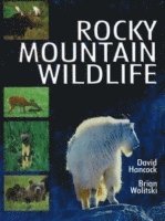 Rocky Mountain Wildlife 1