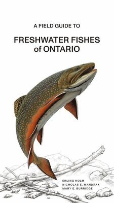 bokomslag A Fish Guide to Freshwater Fishes of Ontario