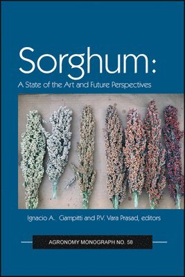 Sorghum 1