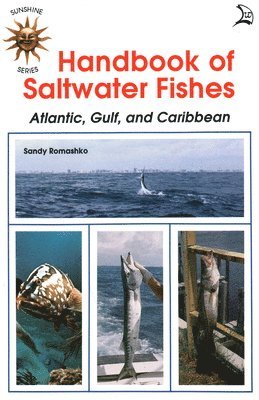 bokomslag Handbook Of Saltwater Fishes