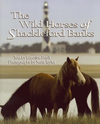 Wild Horses of Shackleford Banks 1