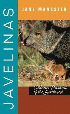 Javelinas 1