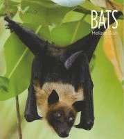 Living Wild: Bats 1