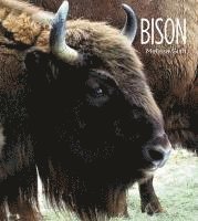 Living Wild: Bison 1