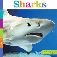 Kate Riggs - Sharks, Häftad