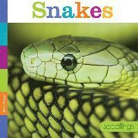 Kate Riggs - Snakes, Häftad