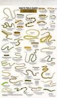 Craig Macgowan - Mac's Field Guides: North American Reptiles, Häftad